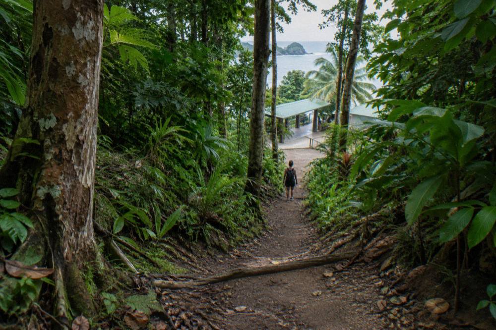 A shaded rainforest trail with tall trees and dense green vegetation on both sides