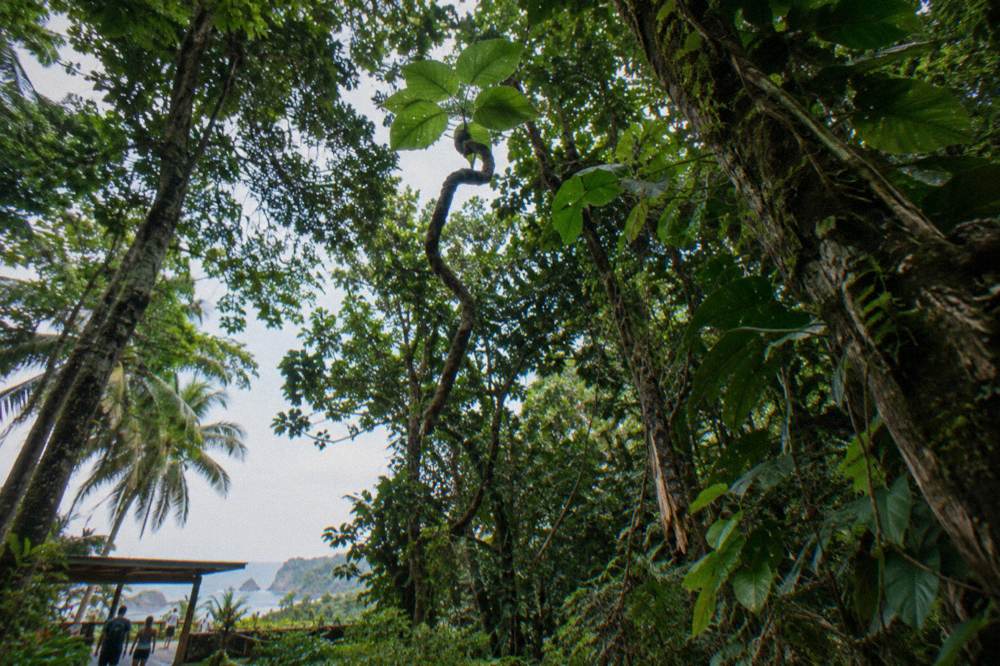 A green rainforest canopy seen from below with layered branches and vines