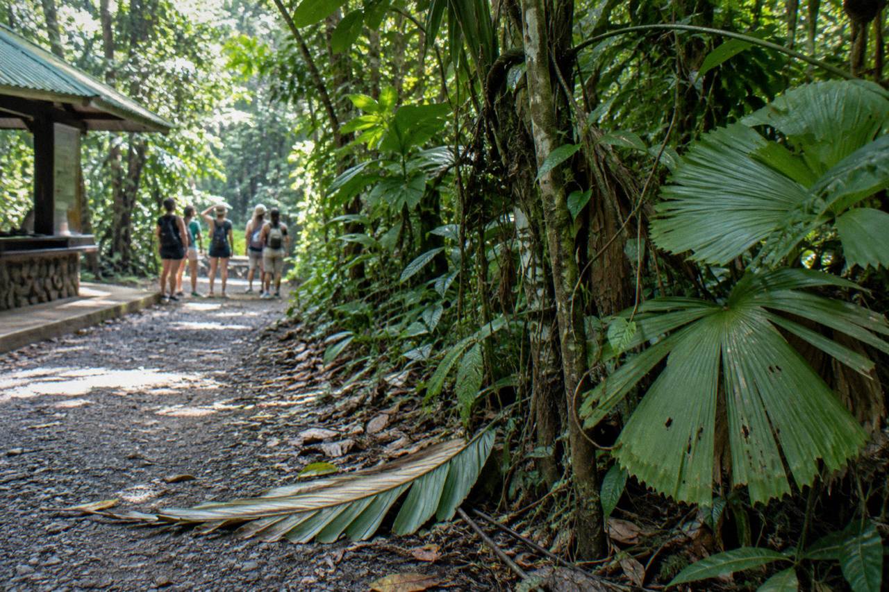 A dense rainforest canopy with thick green vines and mottled sunlight filtering through the leaves