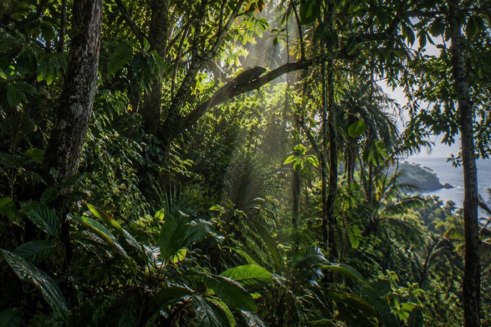 Dense rainforest canopy with layered green foliage in early morning light