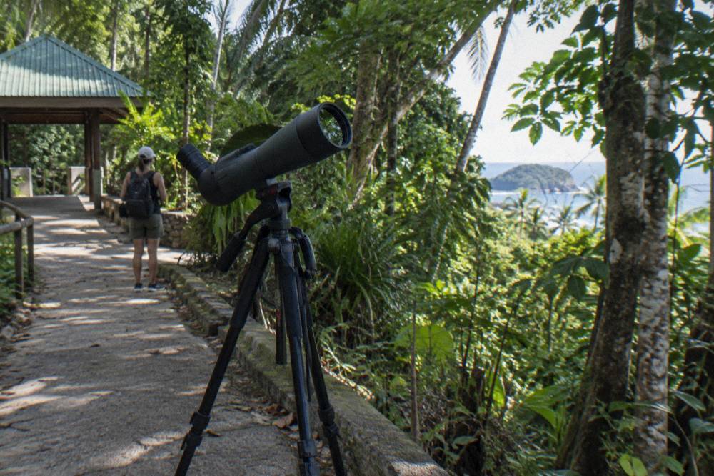 Spotting scope aimed up into tall rainforest trees along a park trail
