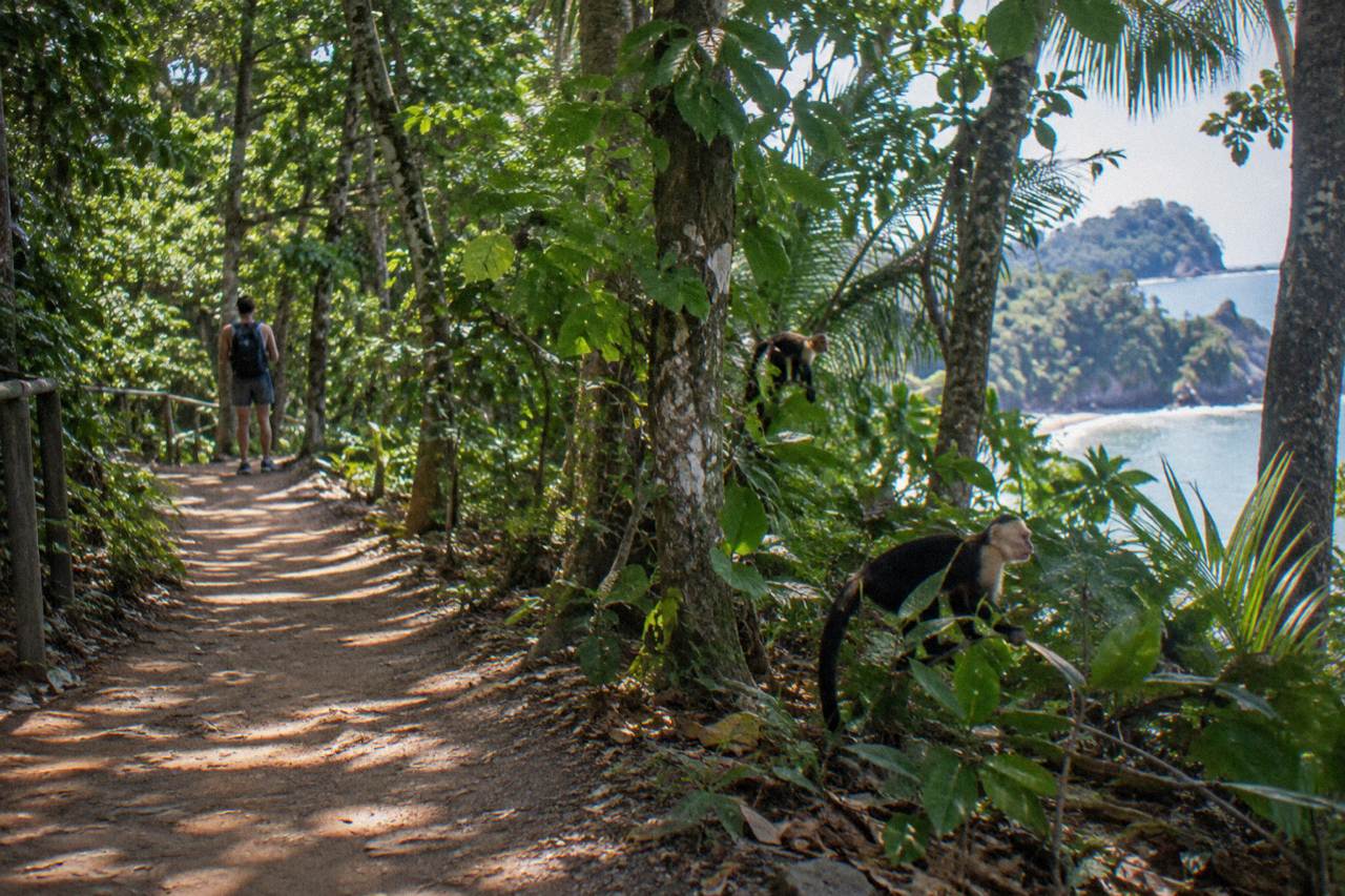 Rainforest trail winding through dense green canopy inside Manuel Antonio National Park