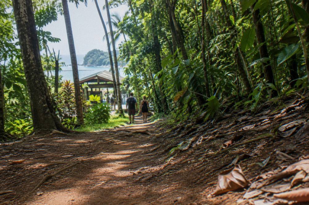 Winding dirt trail through dense rainforest with dappled sunlight