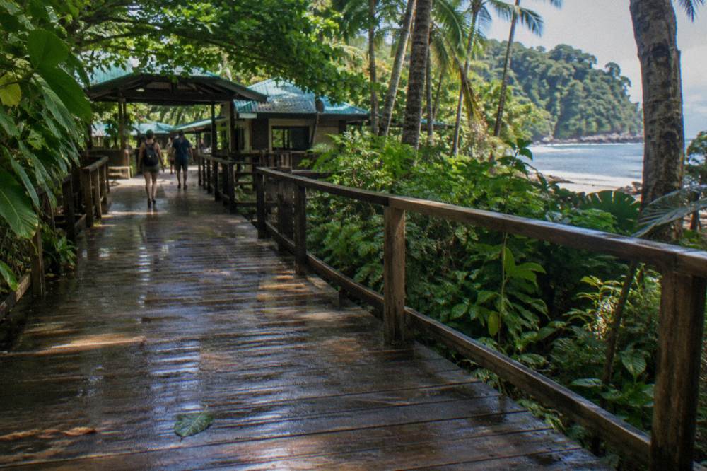 Wooden walkway through dense rainforest foliage with dappled light