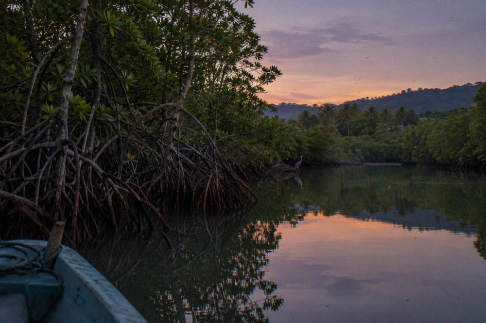 Mangrove channels with tangled roots and still water near Damas Island