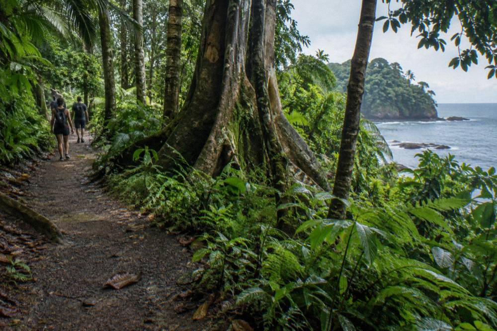 Rainforest trail winding under tall trees with dense green undergrowth