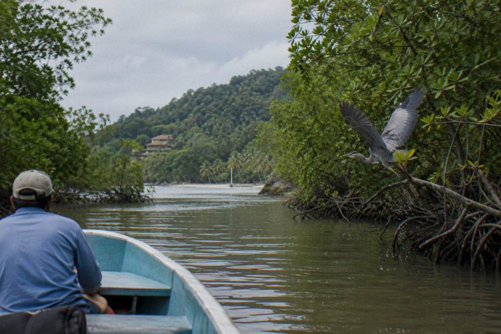 Small boat drifting through a narrow mangrove channel lined with dense green roots