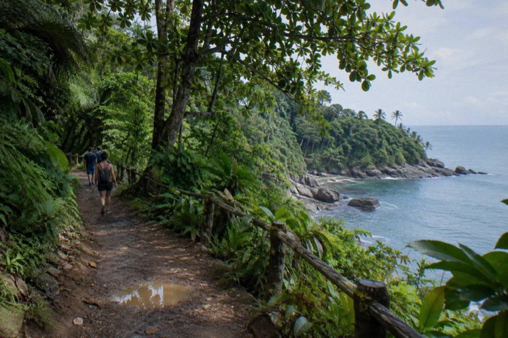 Dense green rainforest canopy meeting a rocky point above calm blue ocean