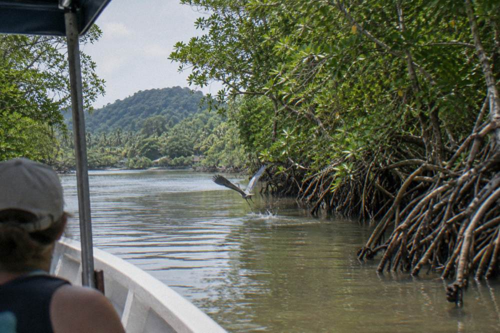 A small boat drifting through a narrow mangrove channel lined with rooted trees