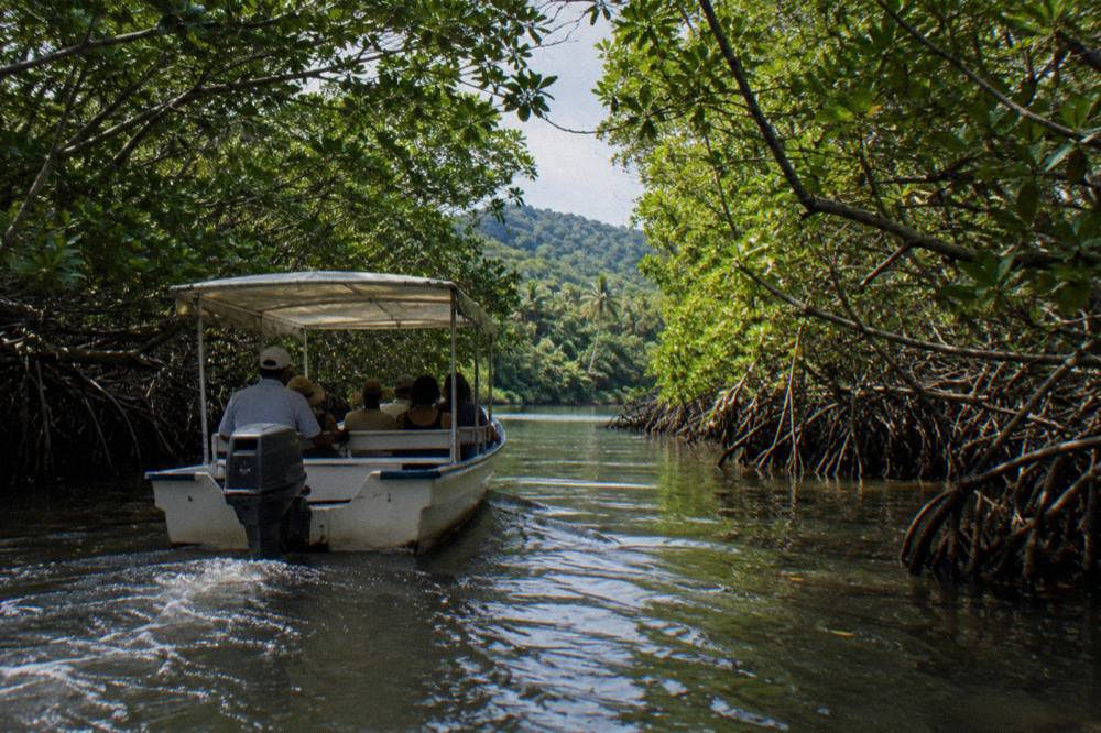 Covered motor boat gliding between dense mangrove walls in a narrow channel