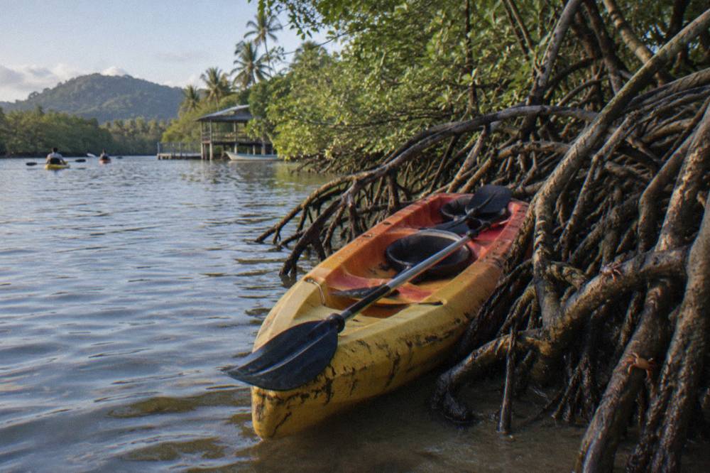 Double kayak resting against tangled mangrove roots at the waterline