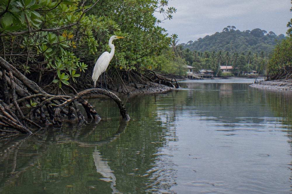 Great egret standing on a mangrove root in still green water