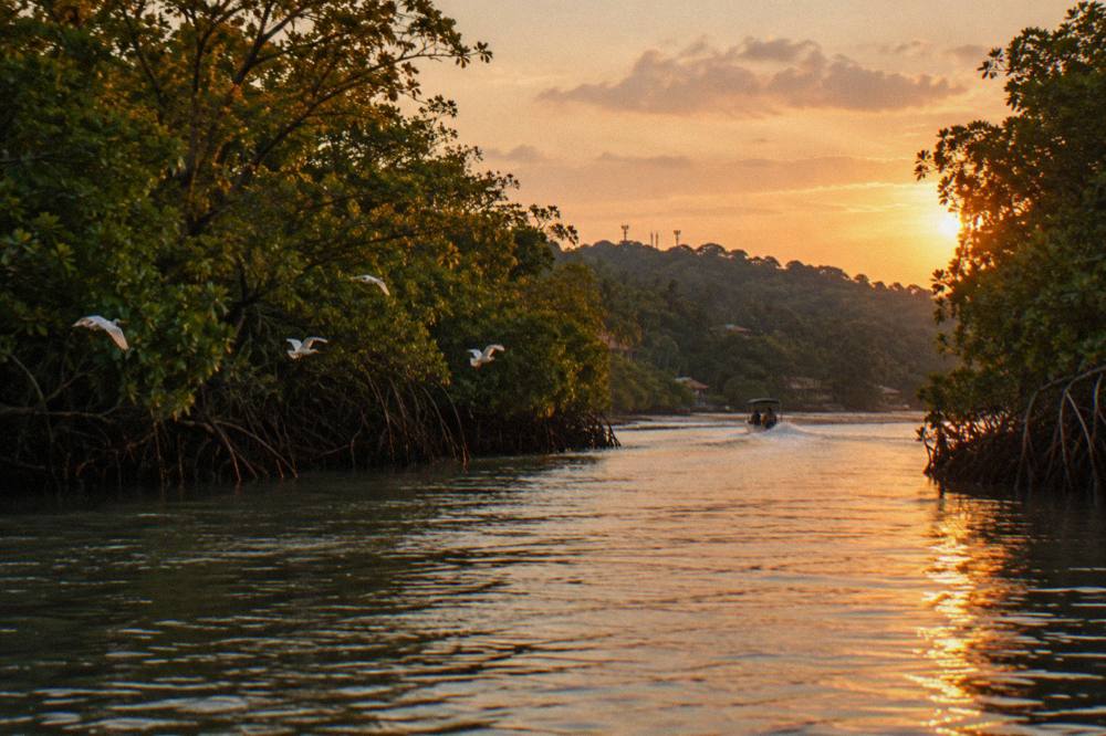 Wide mangrove channel opening toward Damas Island at golden hour