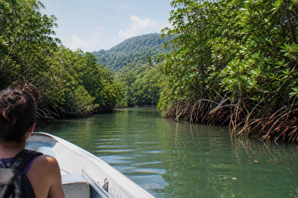 Mangrove channels winding through dense tropical forest at midday