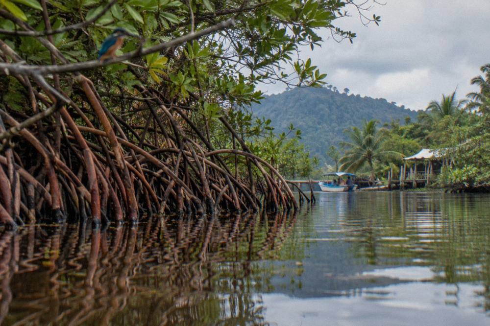 Mangrove channel with tangled roots reflected in still water