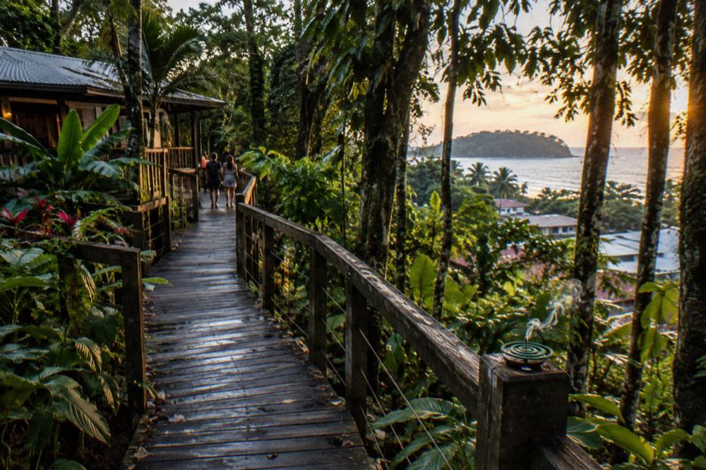 Boardwalk through secondary rainforest in warm evening light