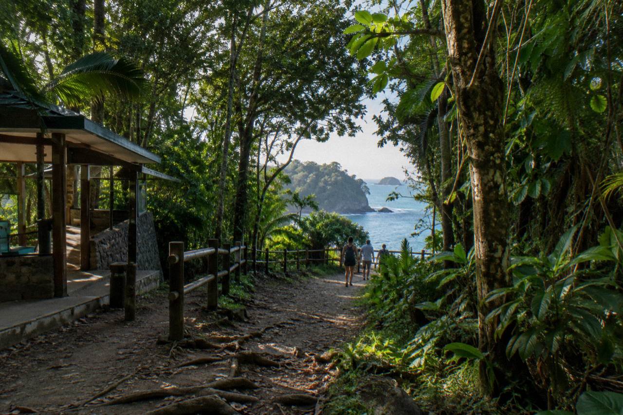 Rainforest trail leading toward a Pacific beach cove with dense green canopy
