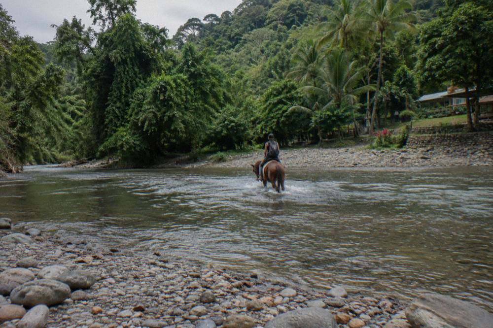 A horse and rider crossing a shallow river in green rainforest