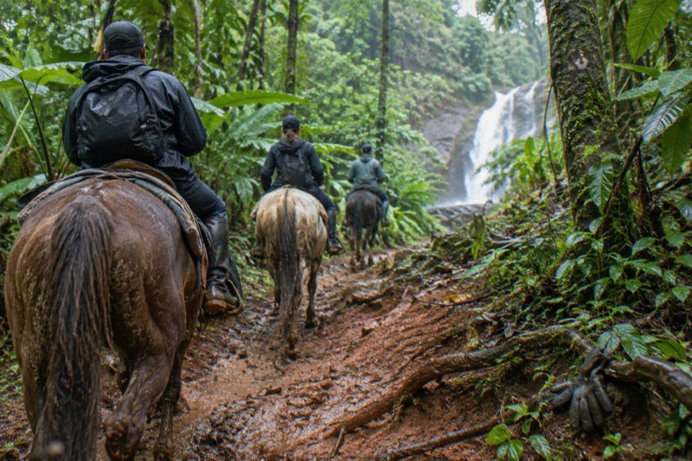 Riders on horseback ascending a muddy trail through tall rainforest trees