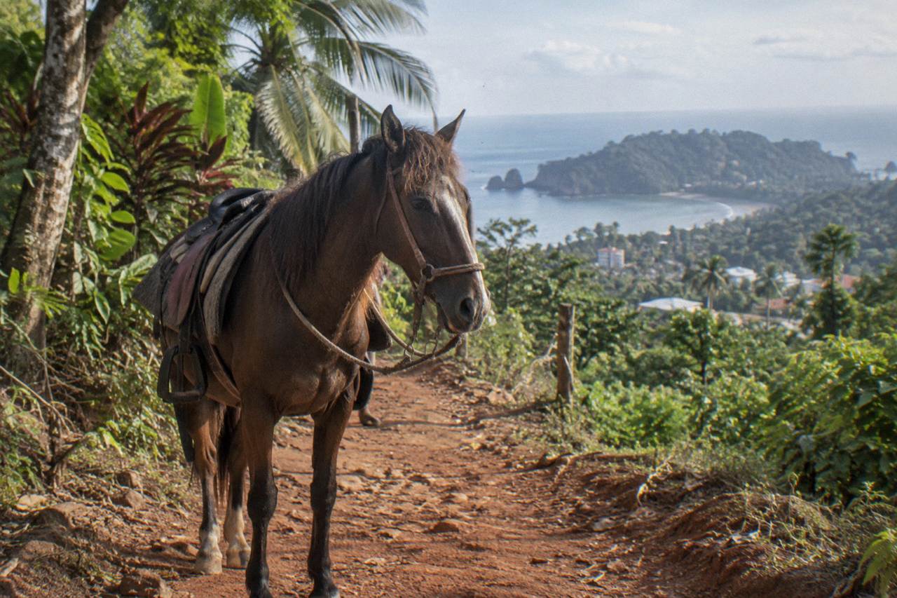A saddled horse standing on a forest trail above a Pacific coastline