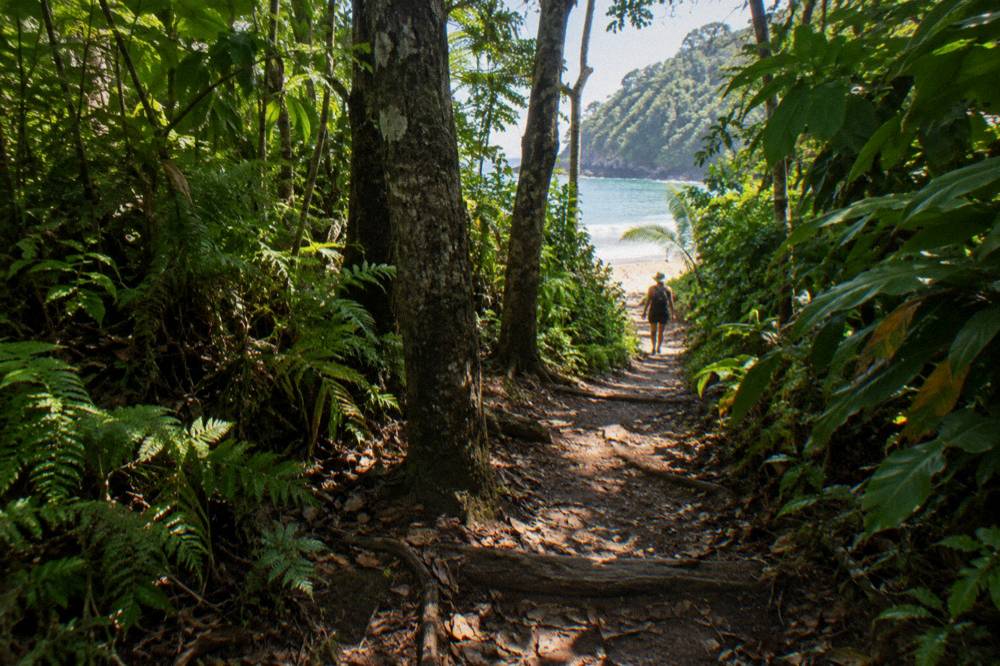 A shaded rainforest trail with dappled light and dense green vegetation on both sides
