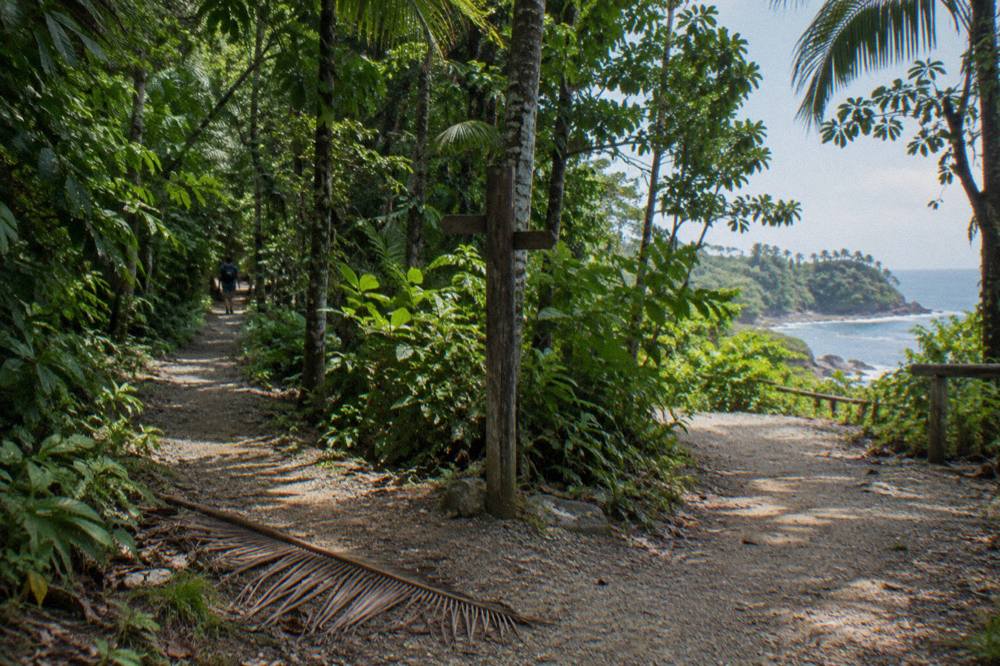 Empty wooden trail sign in dense rainforest at Manuel Antonio National Park