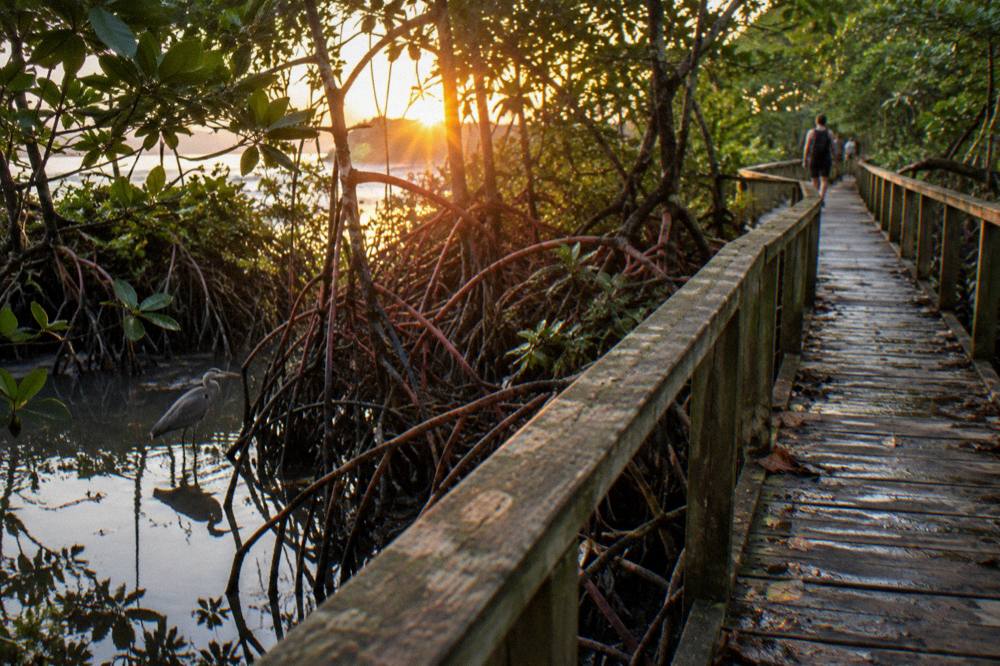 Wooden walkway through mangrove forest at golden hour near Quepos