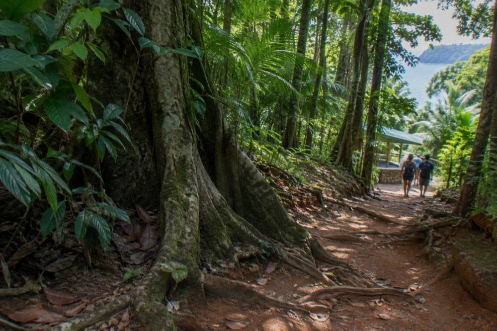 Winding dirt trail through tall rainforest trees with dappled light on the ground