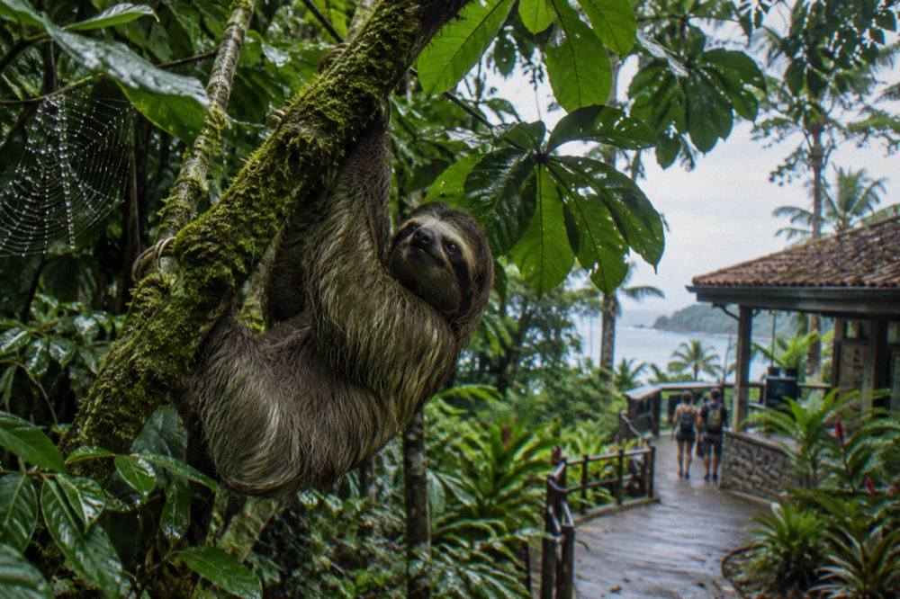 Three-toed sloth clinging to a mossy branch in shaded rainforest