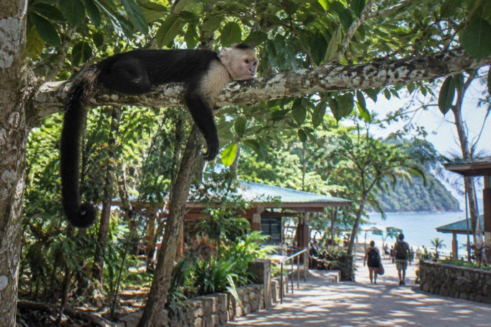 White-faced capuchin monkey resting on a horizontal branch in dappled light