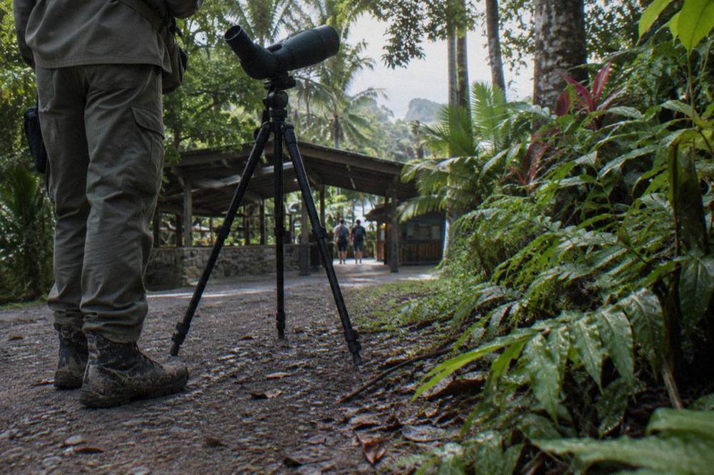 Spotting scope on a tripod aimed into the forest canopy from a dirt trail