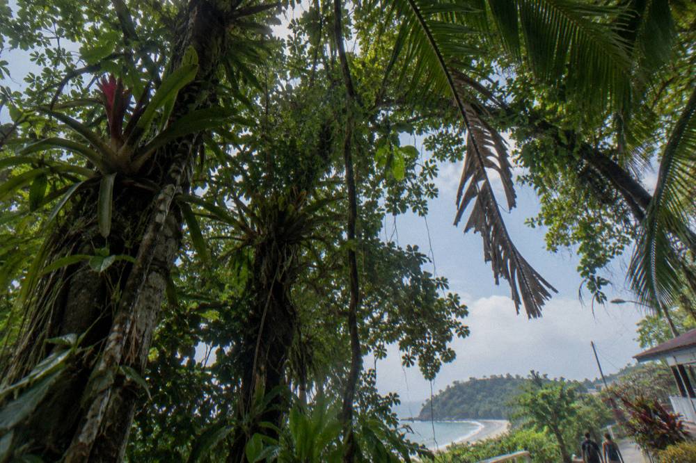 Rainforest canopy with epiphytes and hanging vines seen from below