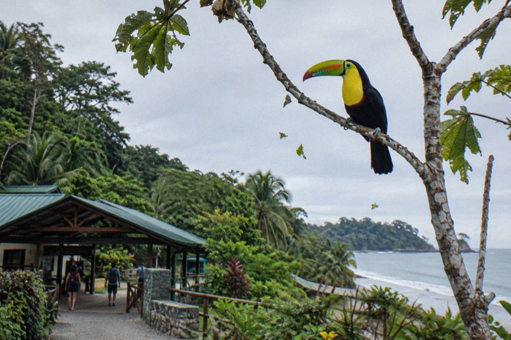 Keel-billed toucan perched on a bare branch above the forest edge