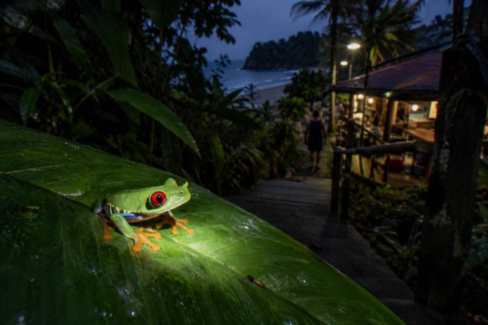 Flashlight beam on a red-eyed tree frog on a broad rainforest leaf