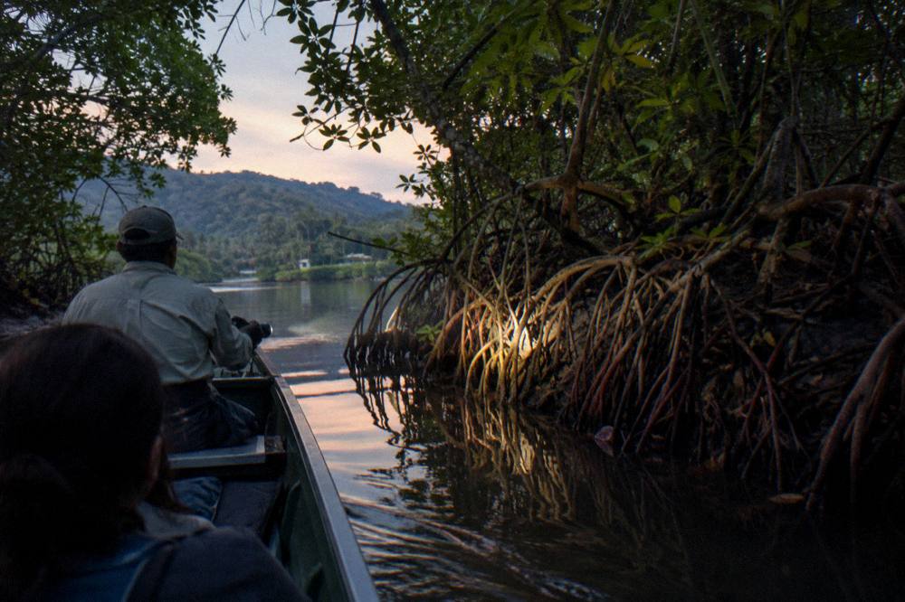 Flat-bottom boat gliding through narrow mangrove channel at dusk