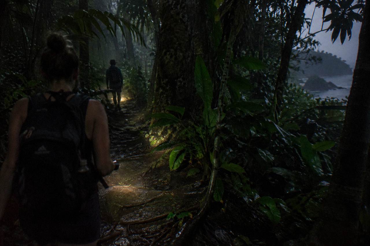 Dark rainforest path lit by flashlight beams under low canopy