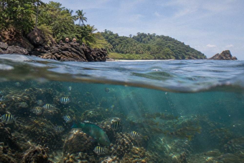 Schools of small reef fish swimming over dark volcanic rock in sunlit water