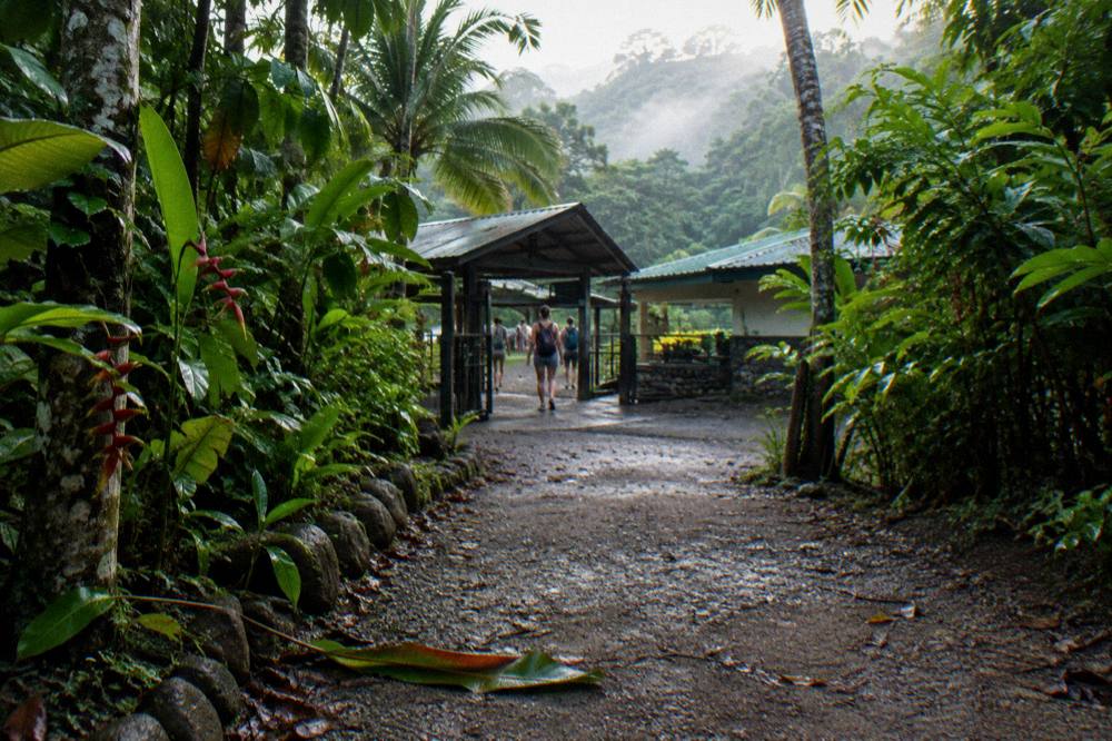 Trail entrance to a rainforest park in early morning light with dense foliage
