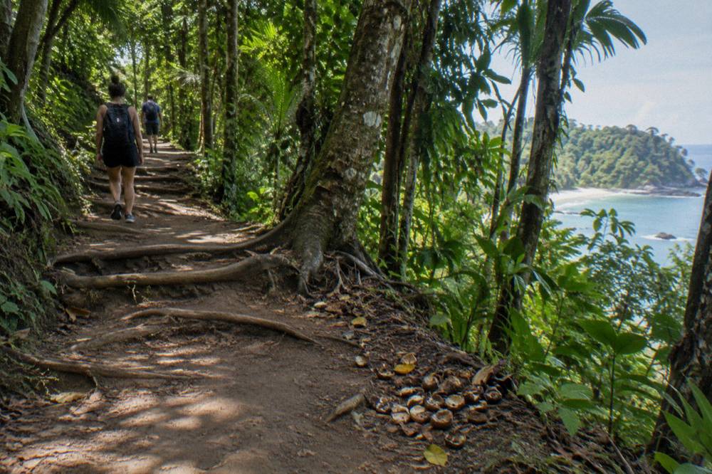 A wooded trail path inside a tropical national park with dense green foliage