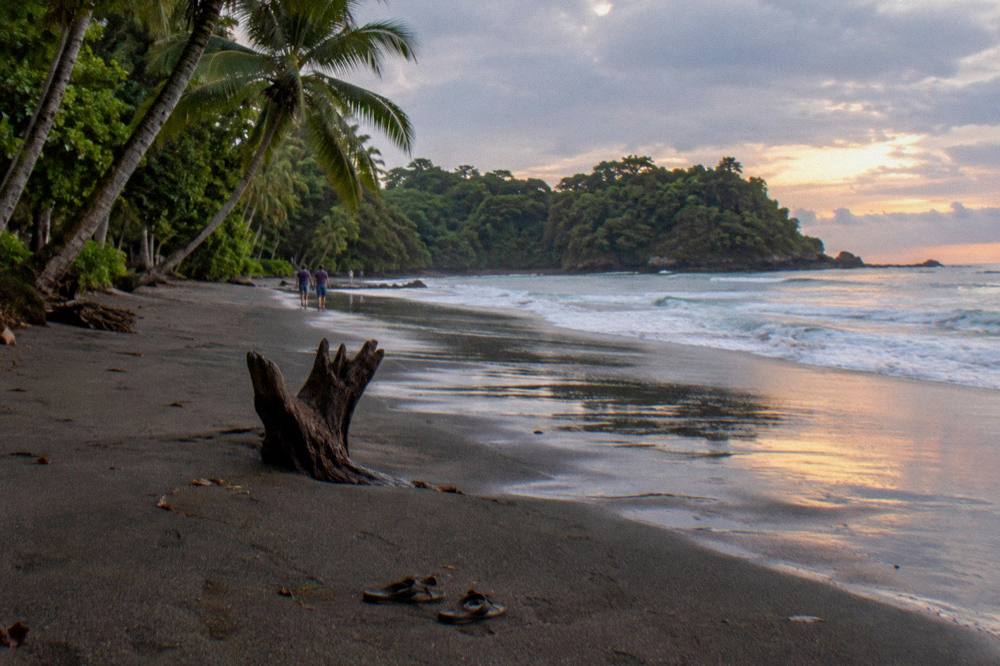 A quiet Pacific beach at sunset with dark sand and palm trees along the shore